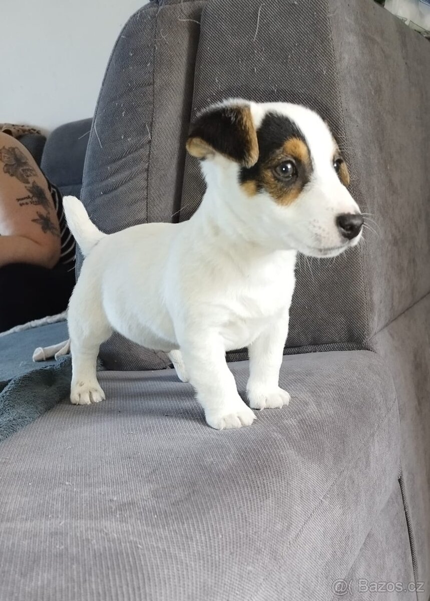 Jack Russell terier