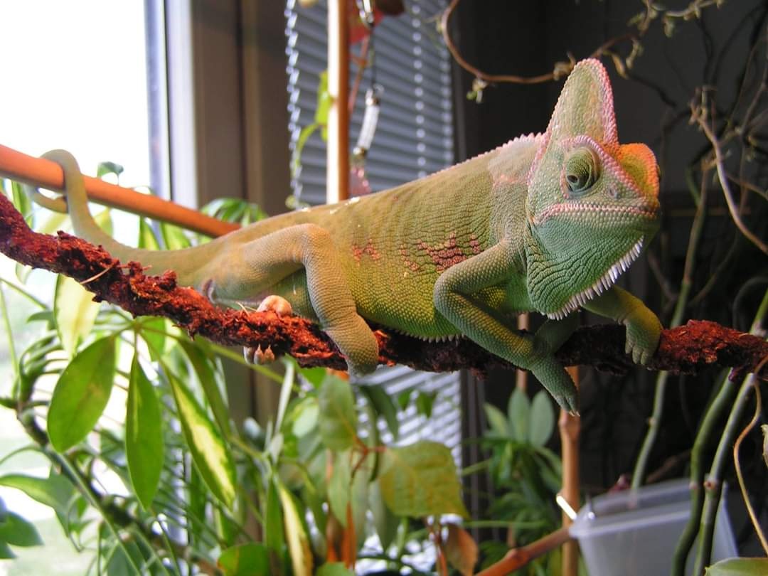 Chameleon jemenský