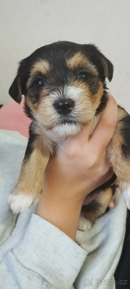 🐾 Jorkšírská štěňátka k rezervaci – odběr před Vánoci 🎄