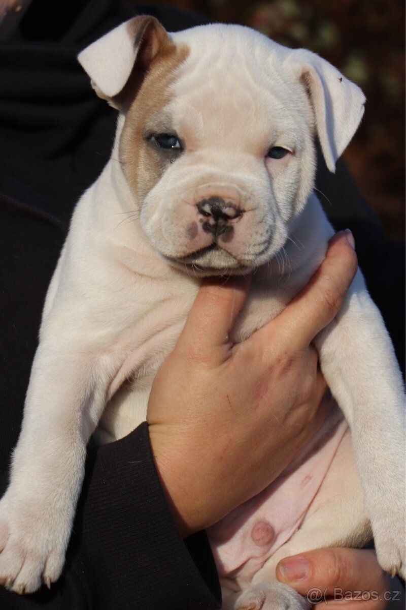 Americký stafordšírský teriér s PP pejsek 2