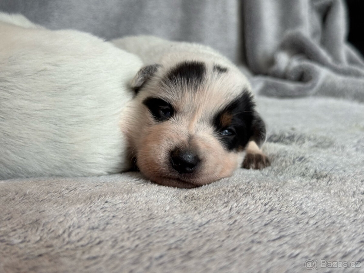 Australský honácký pes s PP