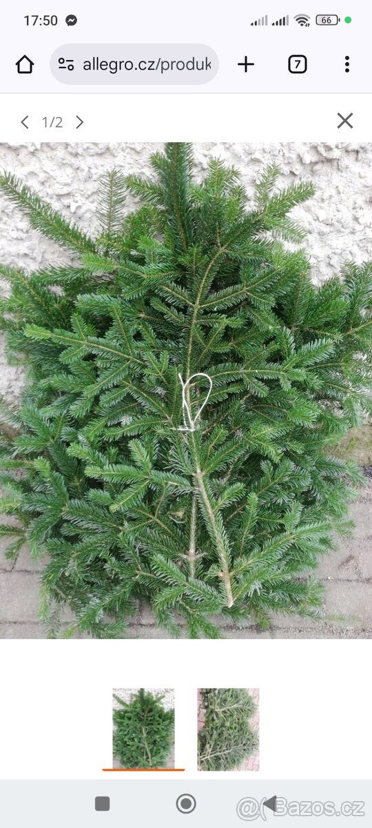 Sháním jedlové větev na výrobu vánočních věnců