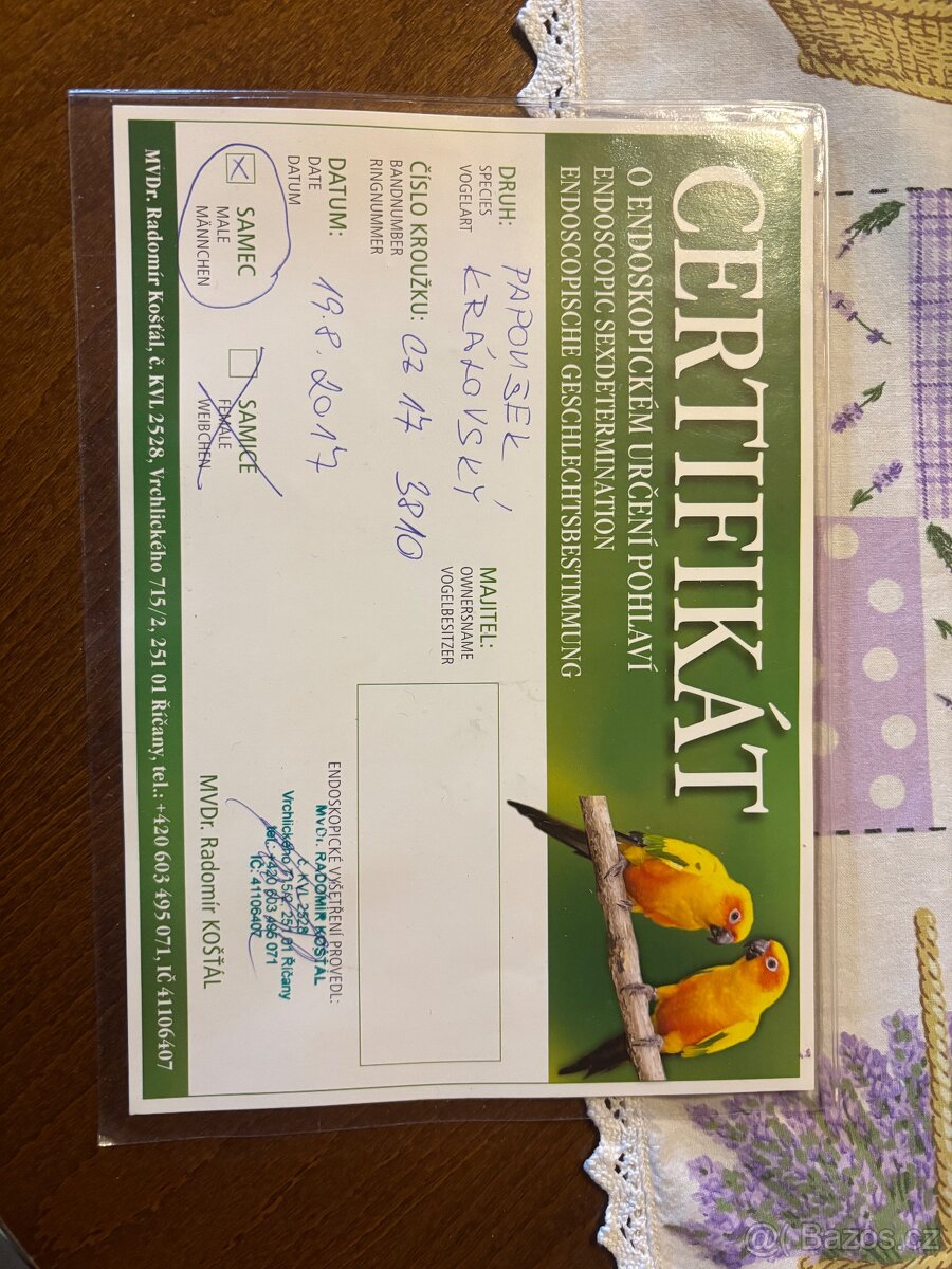 Papoušek královský