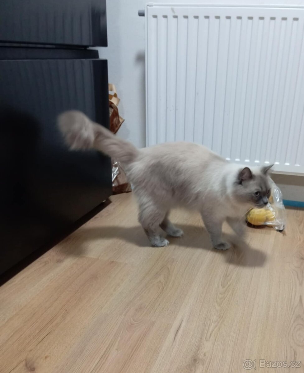 Kocourek ragdoll ke krytí, blue mitted