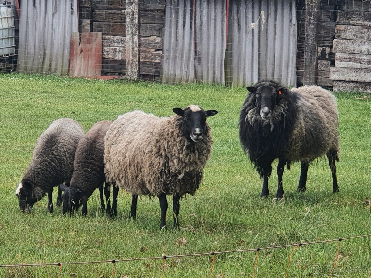 Romanovská ovce - vhodné i do chovu