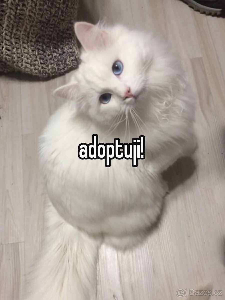 adoptuji bileho kocourka/kotatko s modrymi ocisky :) (text)