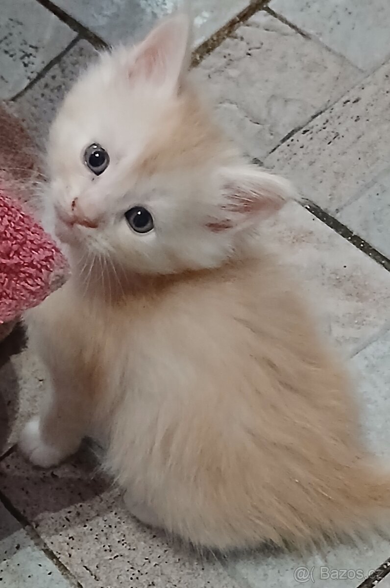 Mainska mývalí koťata s PP