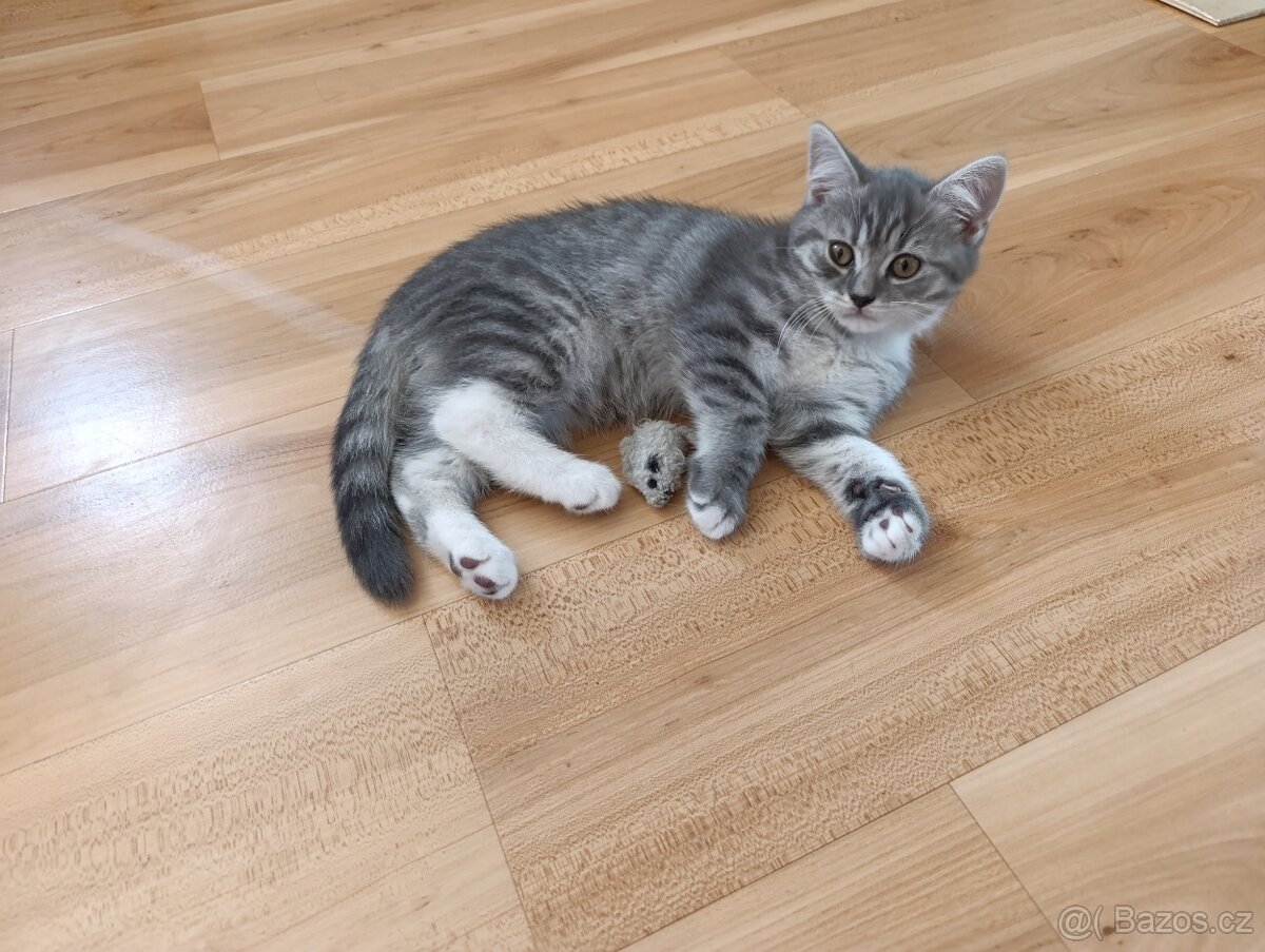 Prodám kocourka barva Whiskas