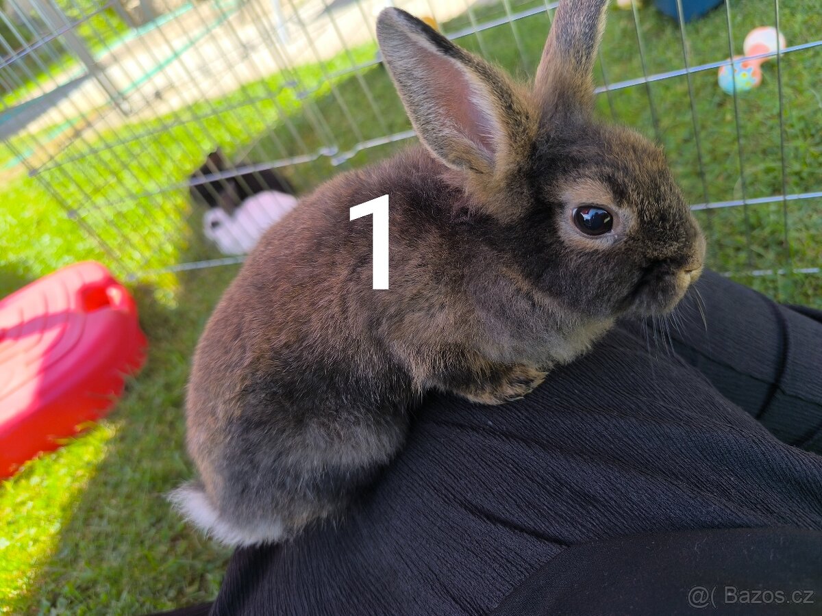 Zakrslý králík prodej