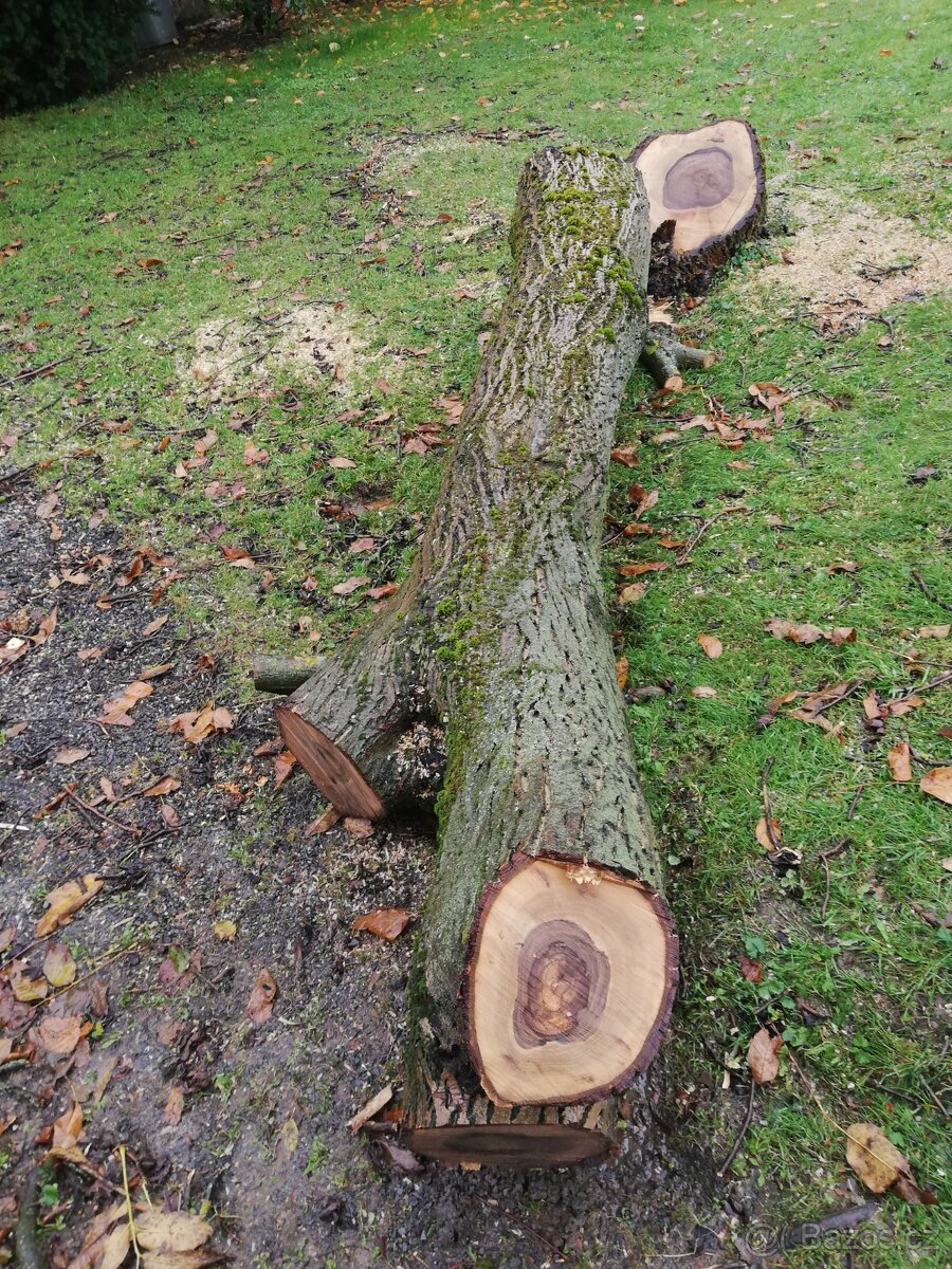 Kmen ořechů+palivové dřevo