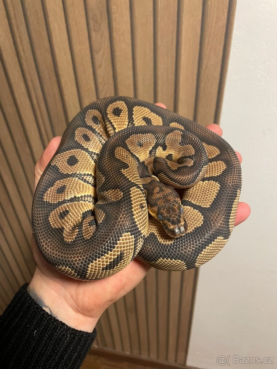 Krajta královská samec CLOWN