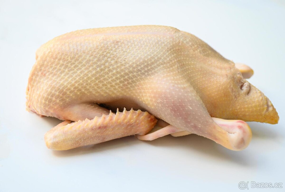 Vykrmené domácí kachny