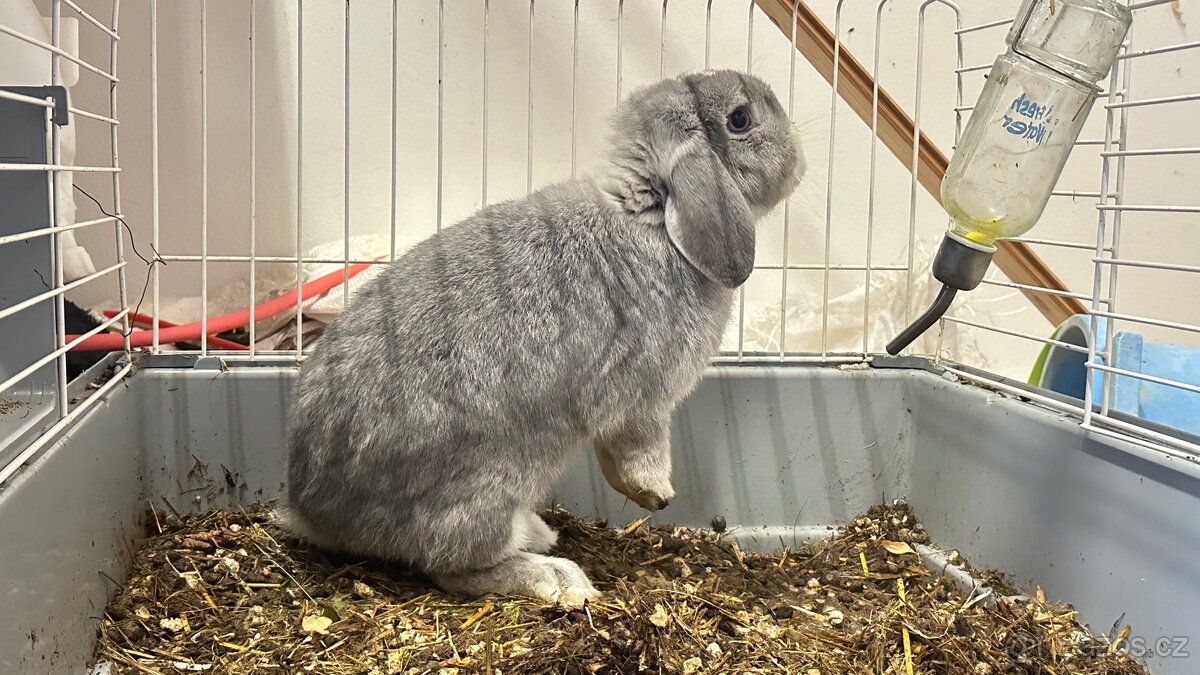 Kralik s ušima dolu