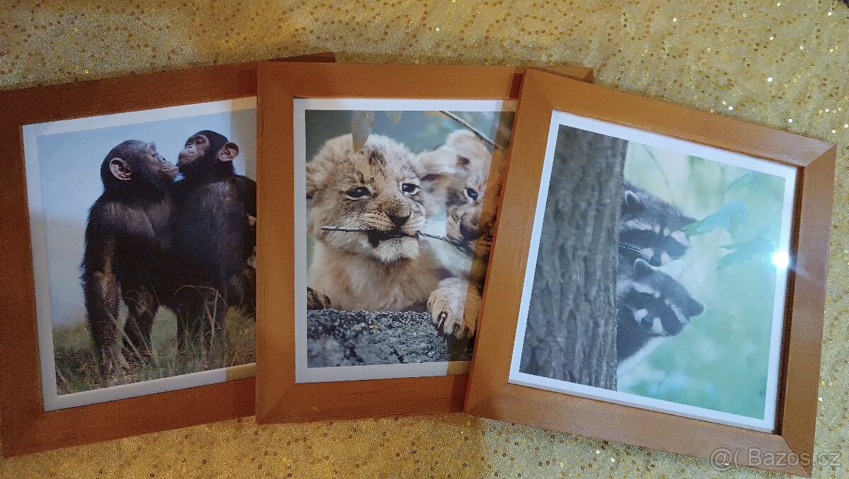 Obrázky v rámu 3ks se zvířaty