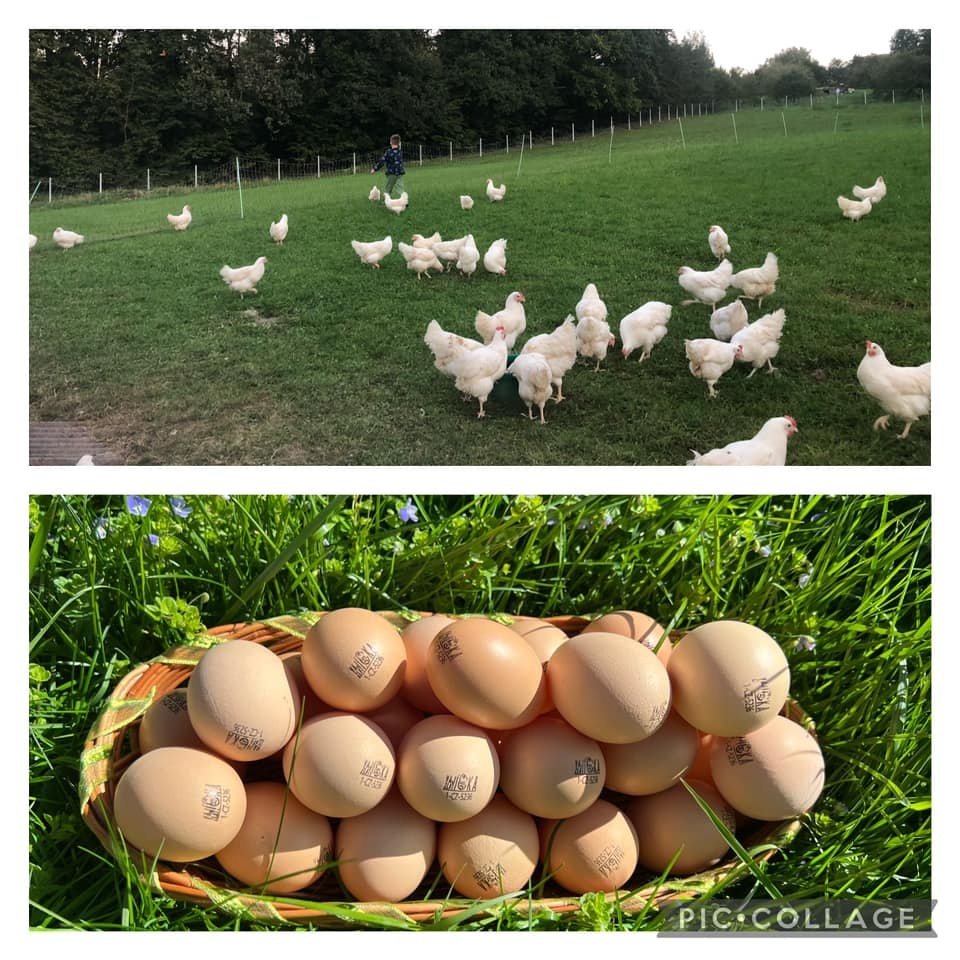 Domácí vejce z volného chovu