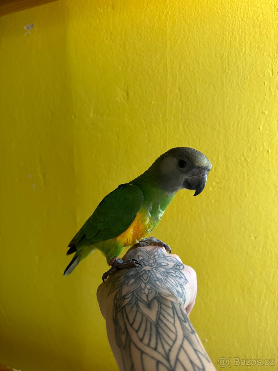 Papoušek Senegalský ručně dokrmenny