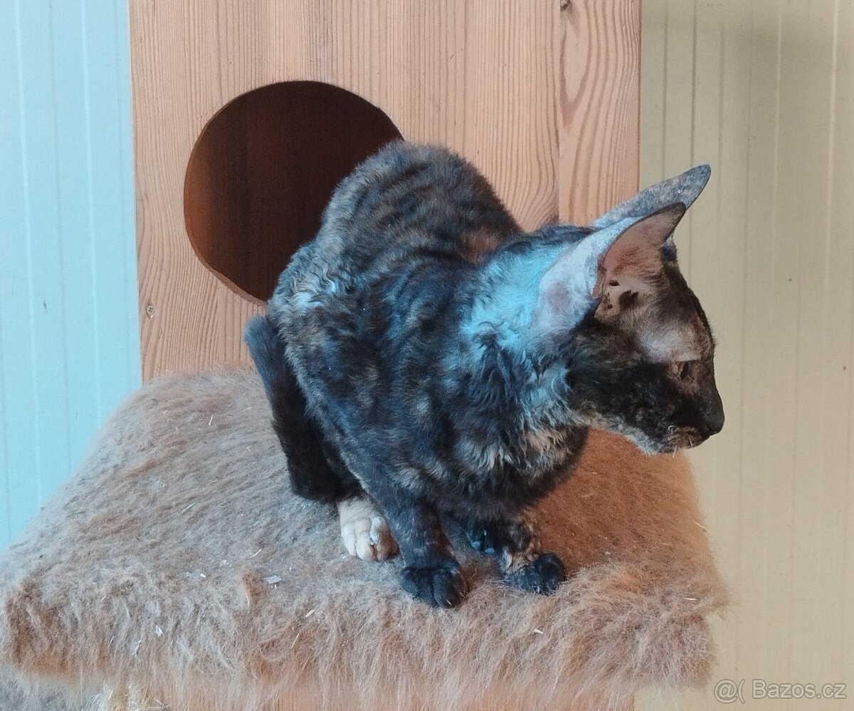 Cornish rex kočka kotě