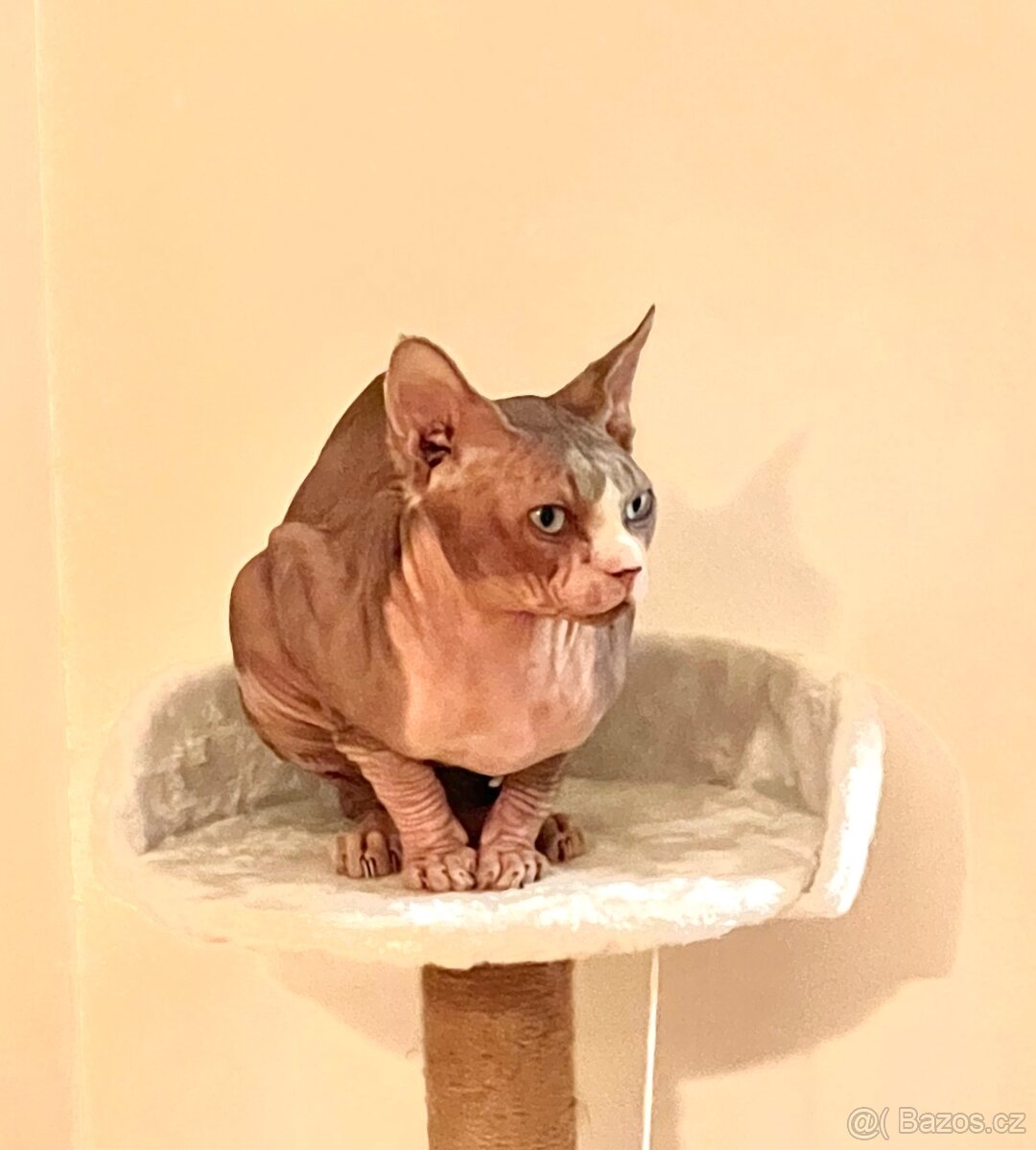 Krytí kanadským sphynxem