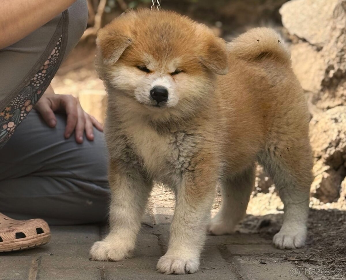 Akita Inu s průkazem původu FCI & AKIHO