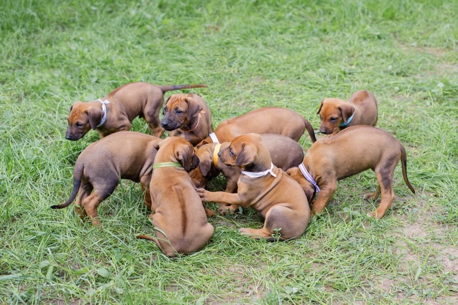 Rhodéský ridgeback