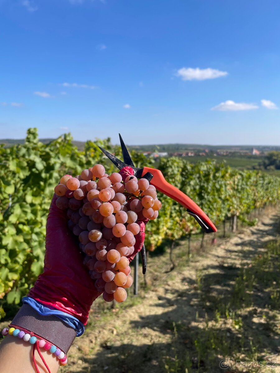 Hrozny bílé, modré