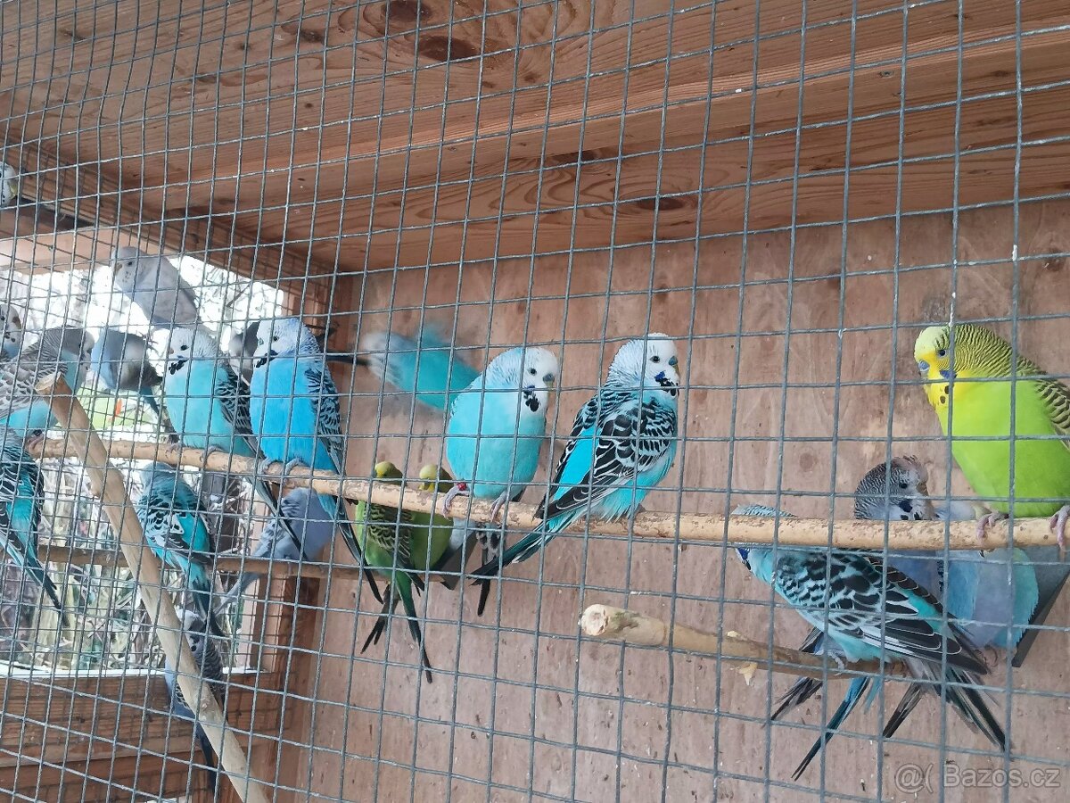 Andulky rok 2025 - okroužkované