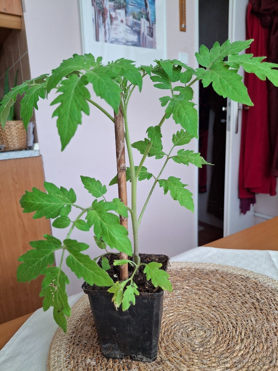 Prodám sazenice rajčat