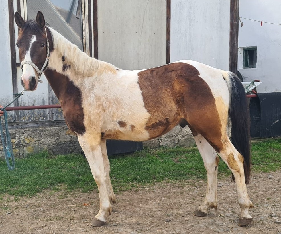4l strakatý val. - prodej, pronájem