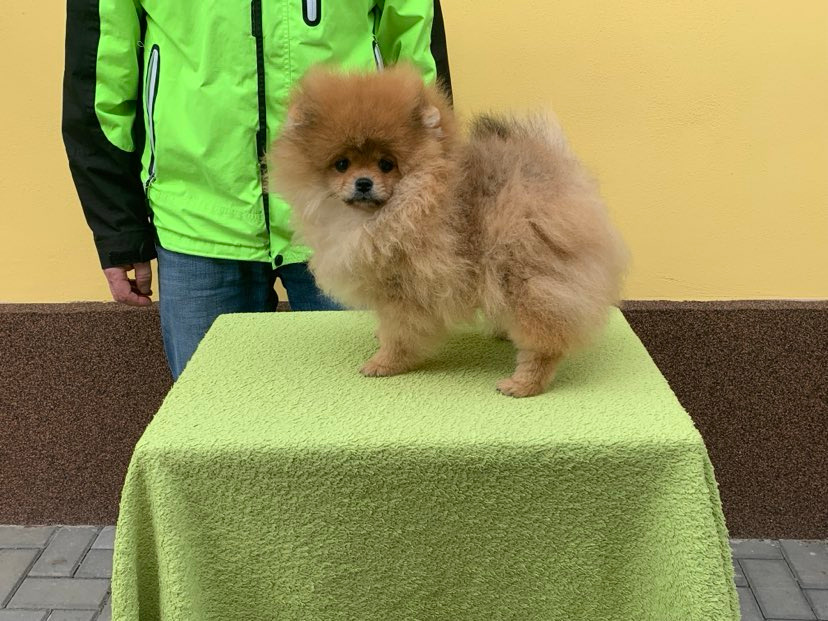 POmeranian