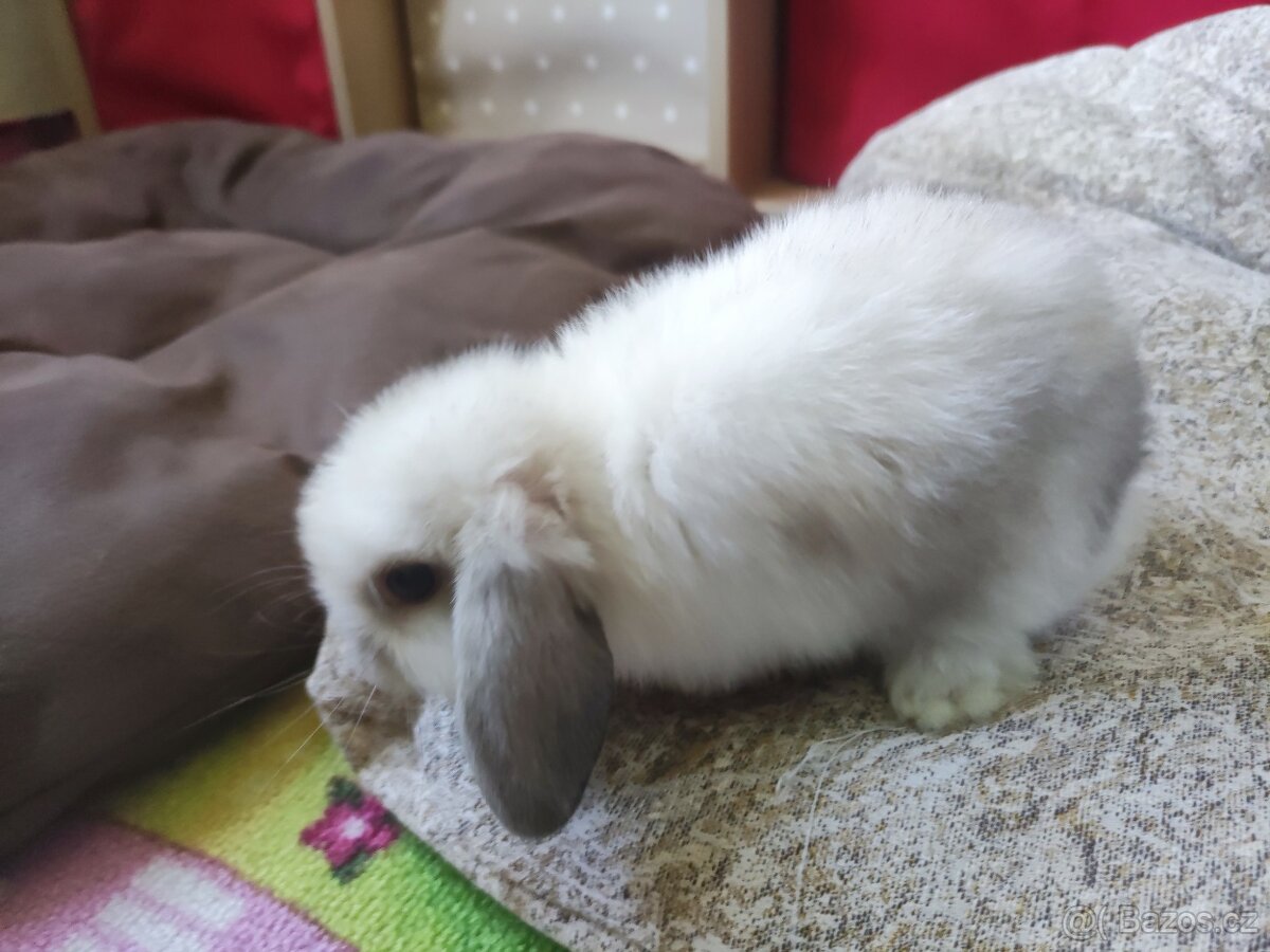 MINILOP zakrslý beránek - sameček 2.