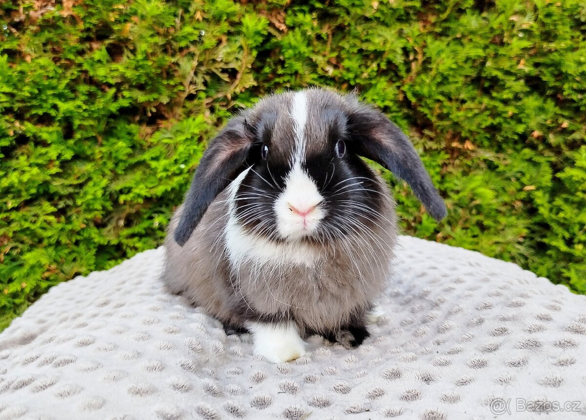 Zakrslý beránek, králíček, králík - TEA