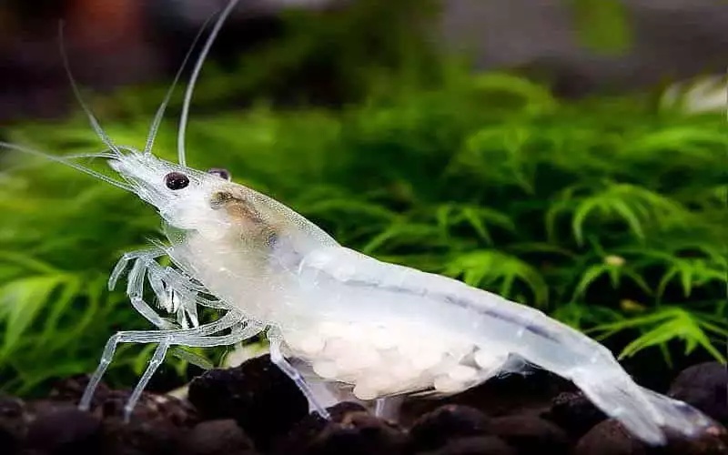 Krevetky - Neocaridina White Pearl / Snow White