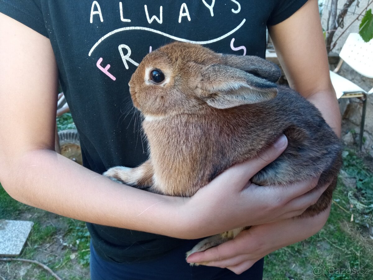 Zakrslý králíček