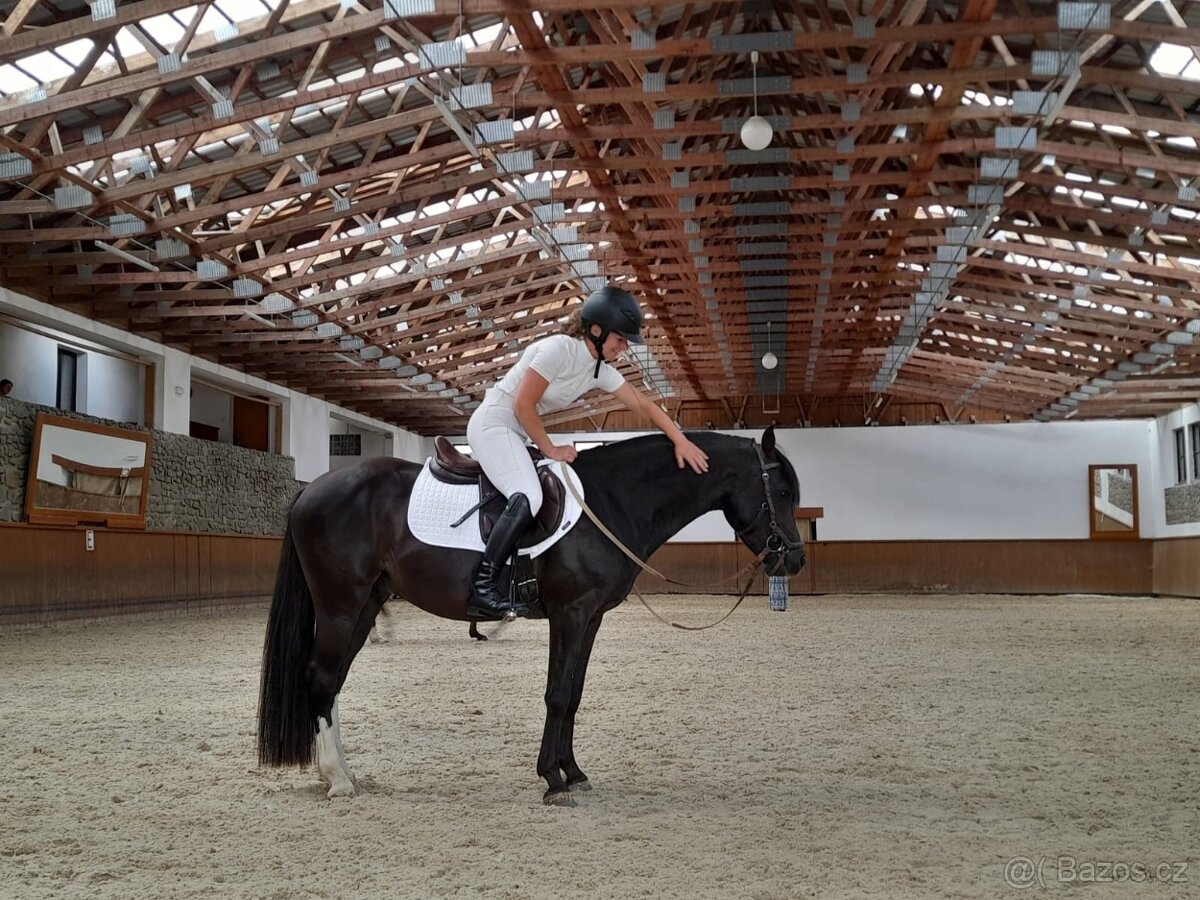 Nádherný český sportovní pony