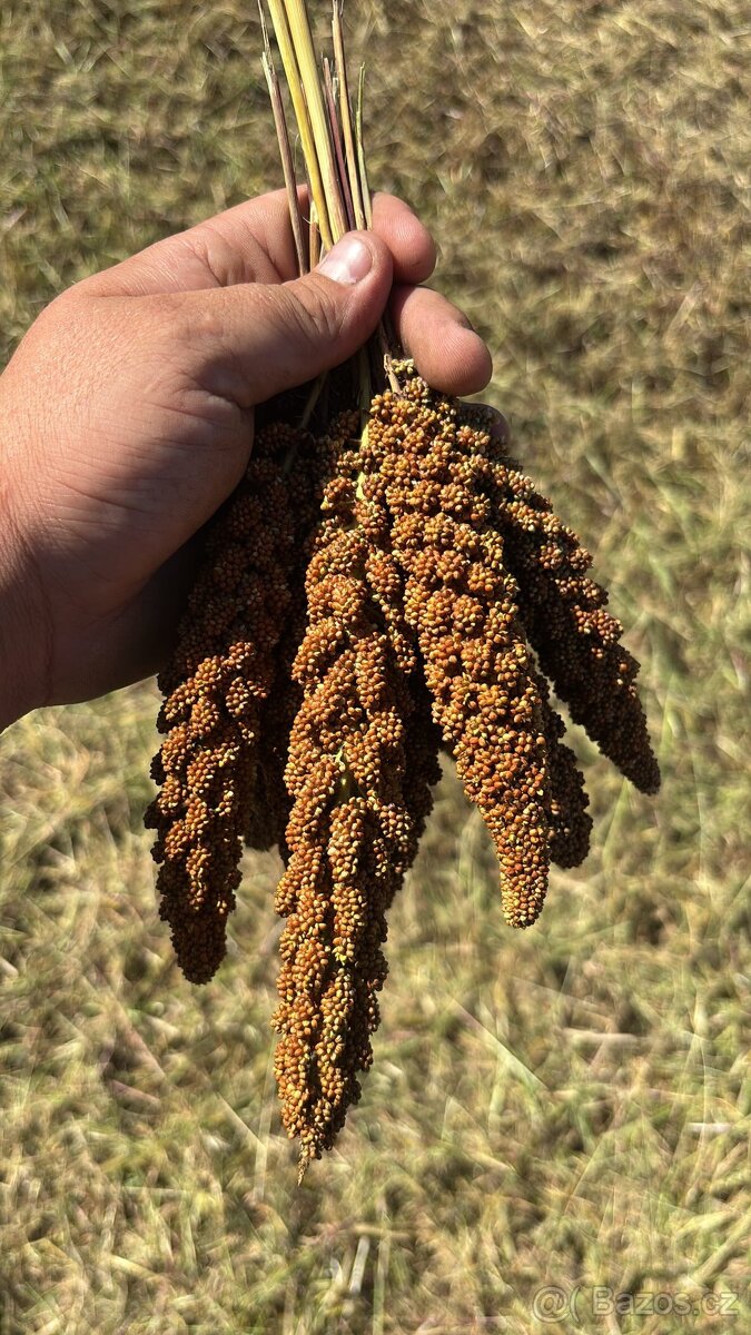 Proso senegalské z naší farmy