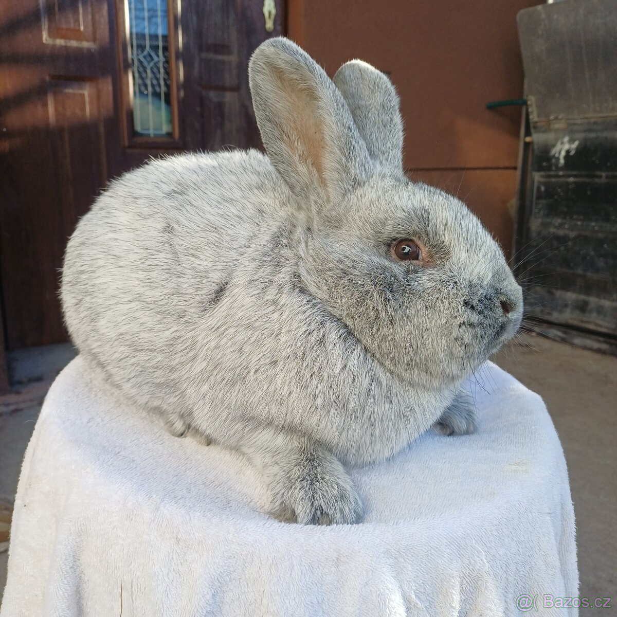 Králík Velký světlý stříbřitý-staří 6 měsíců