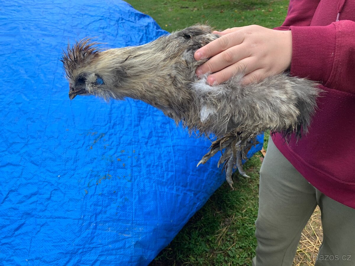 Hedvábnička velká kohout