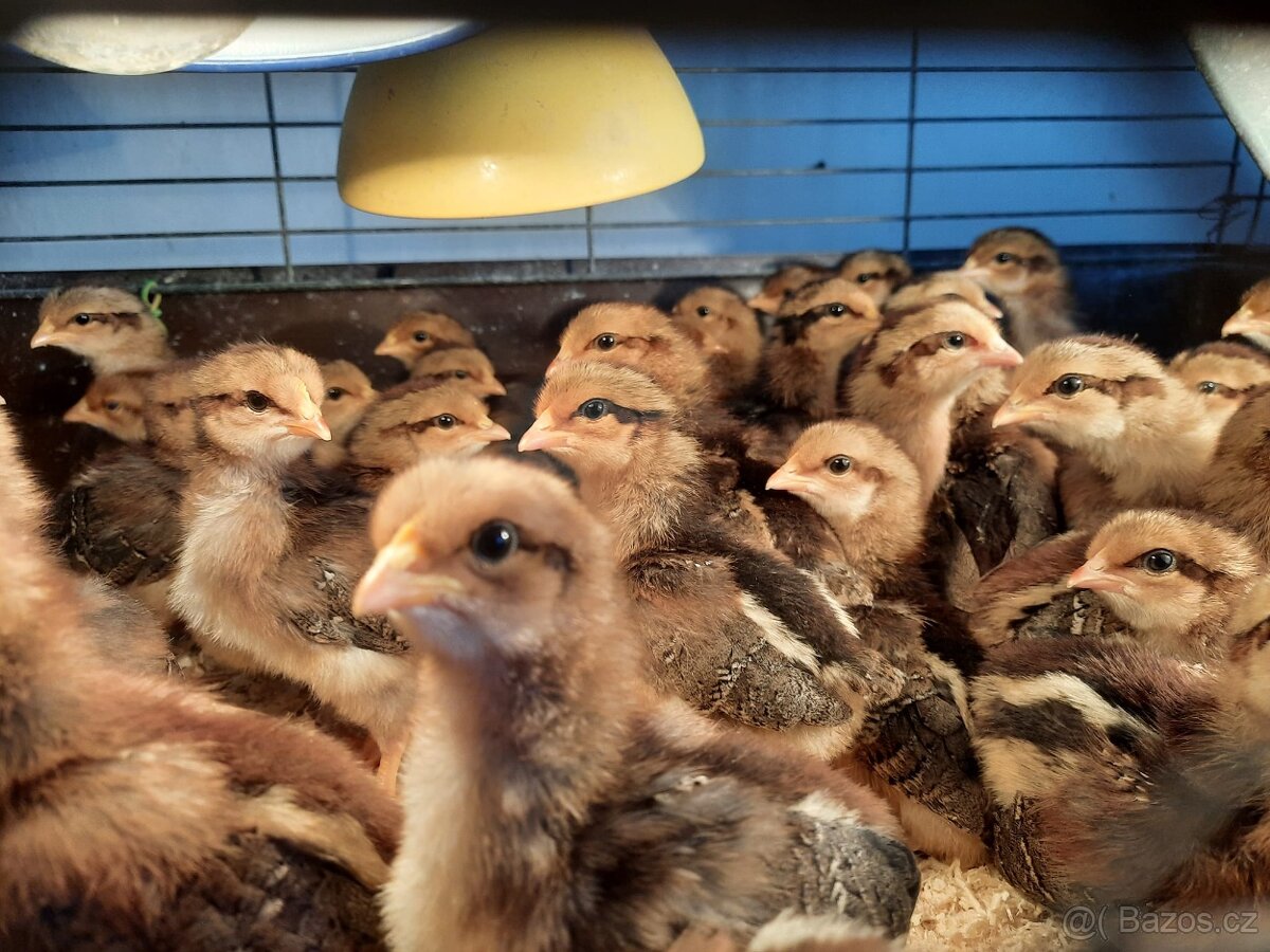 Kuřátka vlaška koroptví