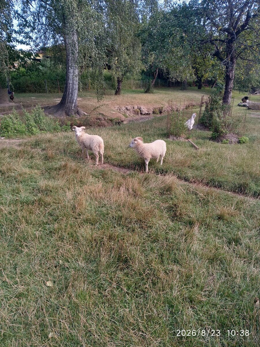 Ovce ouessantské, miniovečky.