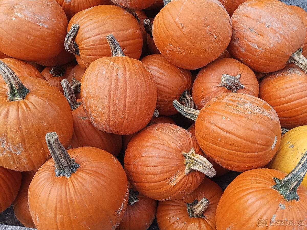 Dýně halloween velký, okrasné