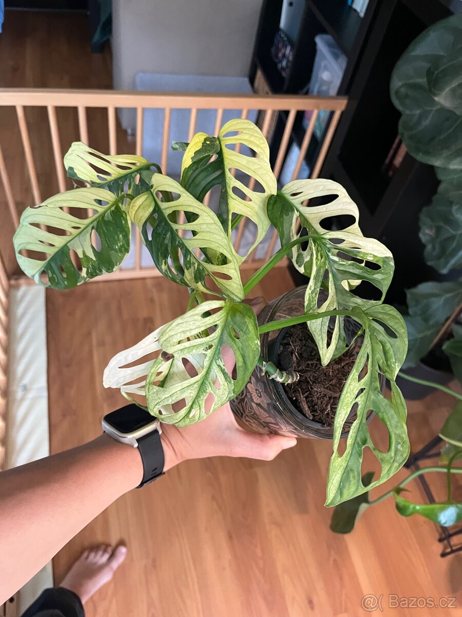 Monstera Adansonii Variegata