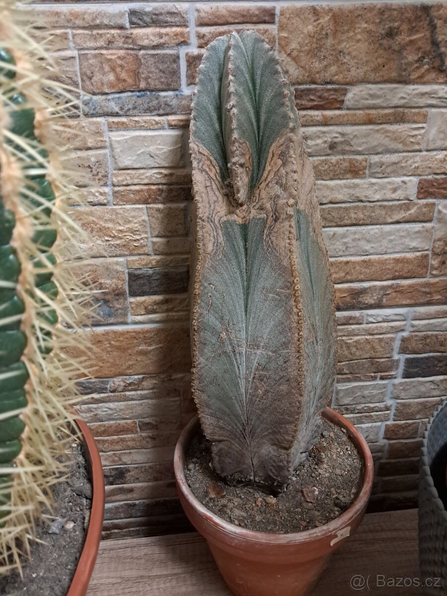 Kaktusy