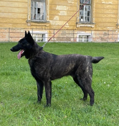 Holandský ovčák