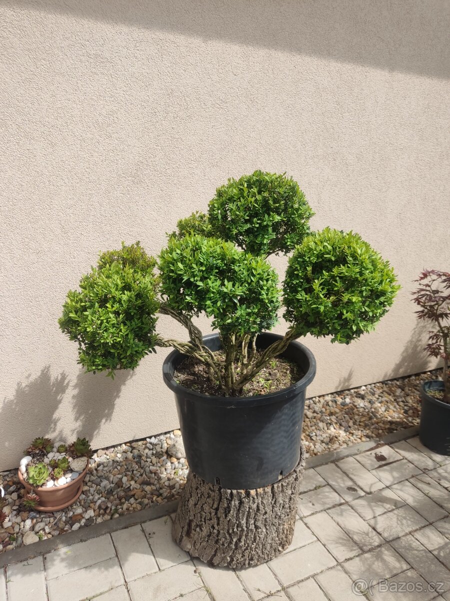 Tvarovaný strom, bonsai, niwaki, yamadori