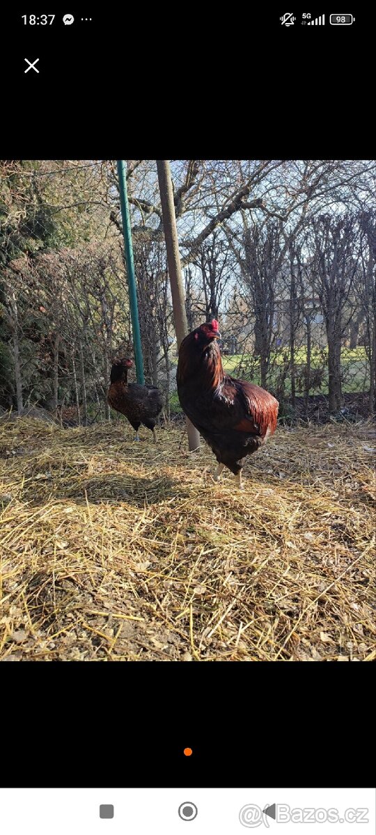 Násadová vejce araukana divoce zbarvená