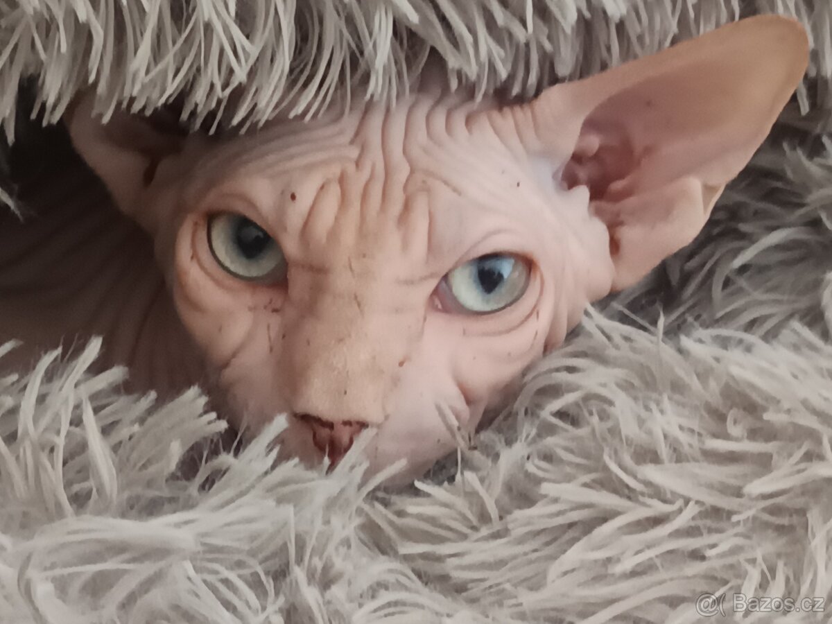 Kanadský Sphynx