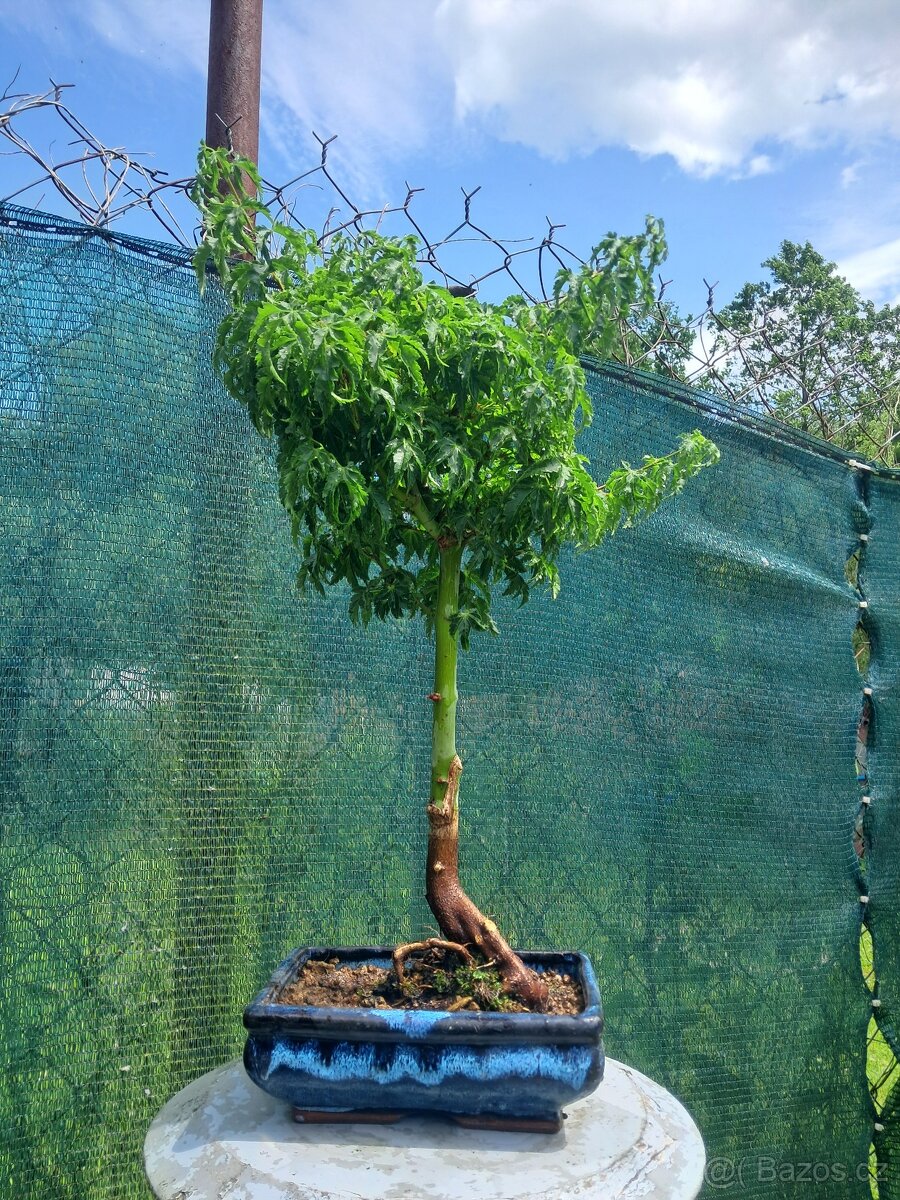 Bonsai,bonsaj