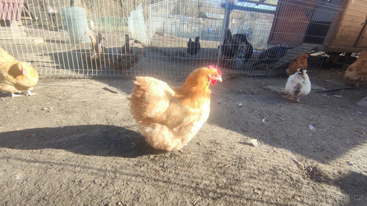 Orpington zlatá