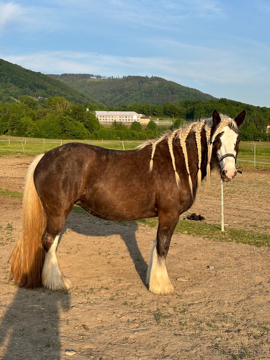 3 léta klisna Irsky Cob