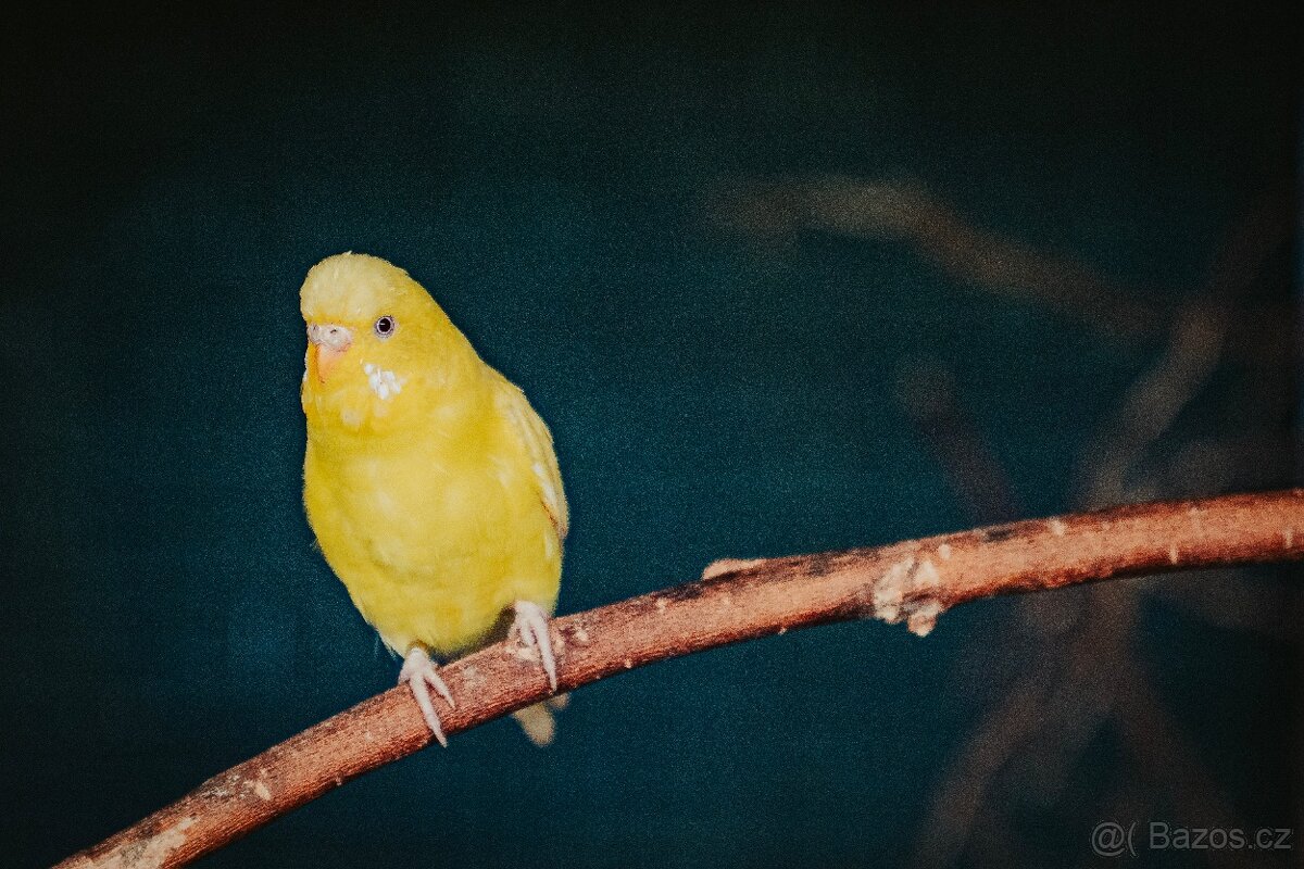 Andulka